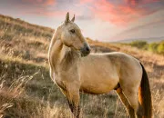 Quiz L'histoire des chevaux