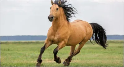 Avant que notre magnifique cheval arrive sur cette terre il y avait quatre autres équidés (cinq en comptant le cheval) : pilohippus, eohippus, mesohippus, merychippus et le cheval. Ils ne sont pas dans l'ordre, à toi de les remettre dans le bon ordre.