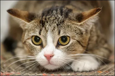 Quel est le nom scientifique du chat ?