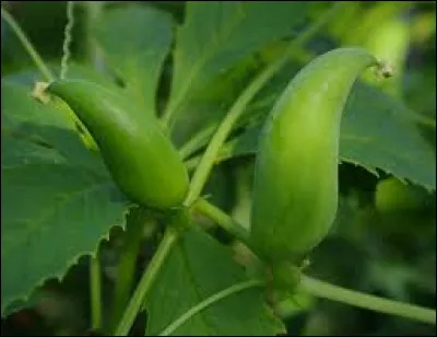 Quel arbre produit ce type de fruits ?