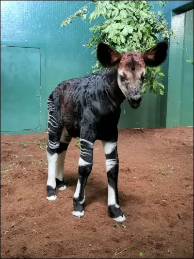 Il tient à peine sur ses pattes, qui est-il ?