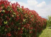 Quiz Reconnaissance des vgtaux : le photinia de Fraser (19)