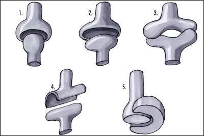 Le tibia et le talus participent à l'articulation...