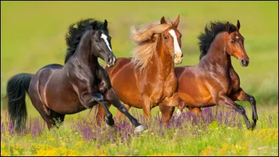 De quelle famille les chevaux font-ils partie ?