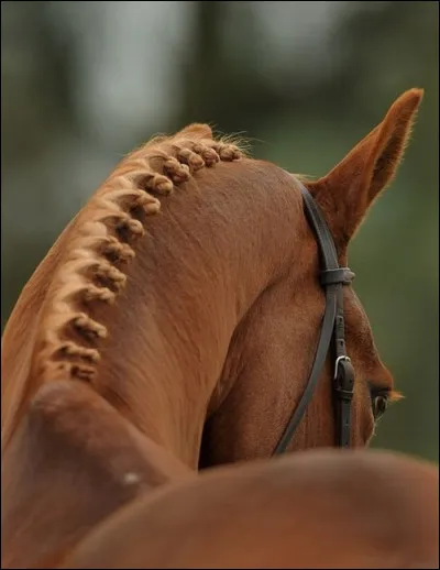 Vous souhaitez faire un concours de dressage. Habituellement, vous ne faites pas de pions à votre cheval. Est-ce obligatoire d'en faire en dressage ?