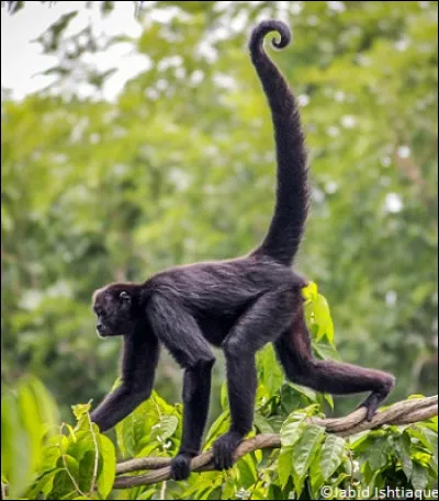 Quel singe est également appelé "singe-araignée" ?