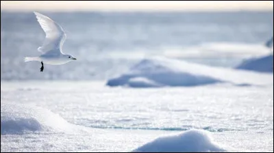 Autrefois appelé goéland sénateur, cet oiseau rare vit sur la banquise de l'hémisphère nord. Souvent aux côtés des ours polaires, c'est...