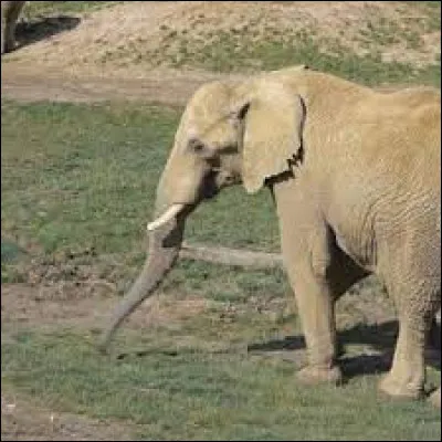 De quelle famille les éléphants font-ils partie ?