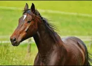 Quiz Connais-tu bien les chevaux ?