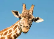 Quiz Les girafes