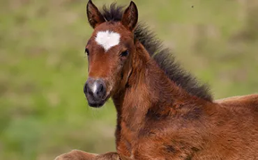 Quiz Chevaux