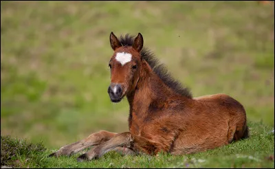 Quel est cet animal ?