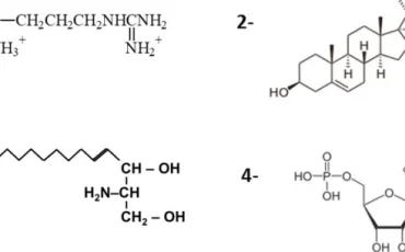 Quiz Sciences