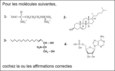 Veuillez choisir les réponses correctes.