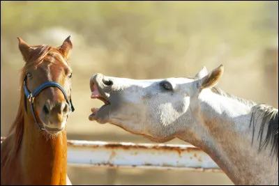 Comment dit-on "cheval" en anglais ?