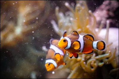 Qui a dit : "La liberté sent le poisson" ?