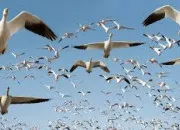 Quiz Les oiseaux dans les expressions (n2)