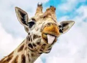 Quiz La girafe