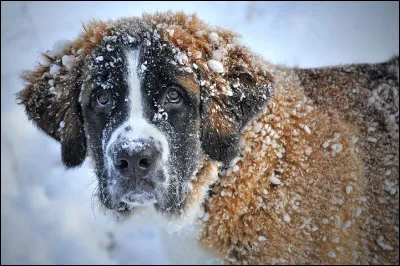 Quel est ce chien ?