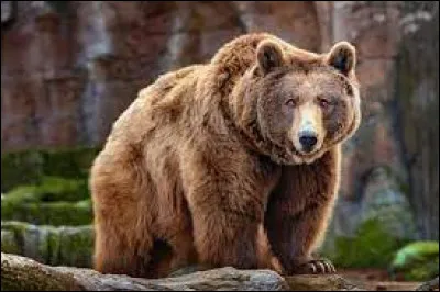 Géographie : Parmi ces pays, dans lequel ne risque-t-on pas de croiser d'ours à l'état sauvage ?