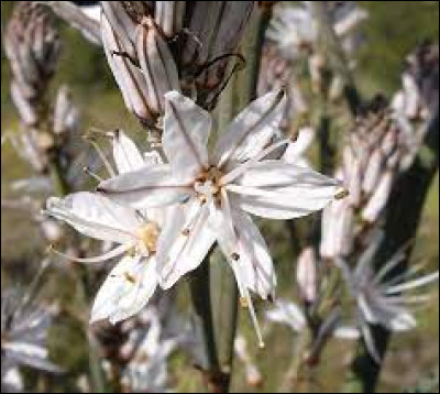 Que signifie l'asphodèle en langage floral ?