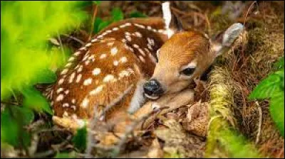 Comment se nomme le petit de la biche et du cerf ?