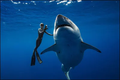 Penses-tu que le requin attaque lhomme ?