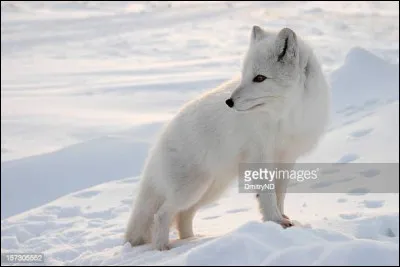 Comment est le pelage d'un renard des neiges ? (Indice sur l'image).