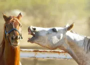 Test Quelle race de chevaux es-tu ?