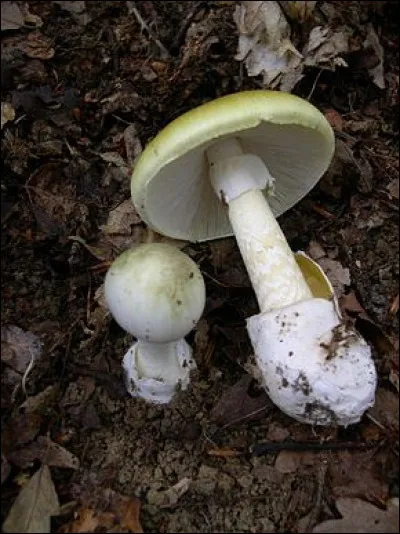 Quel est ce champignon ?