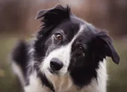 Quiz Sauras-tu reconnatre ces races de chien ?