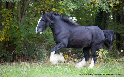 On commence par une question facile : identifie le frison entre ces 4 réponses.