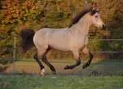 Test Quel cheval es-tu ?