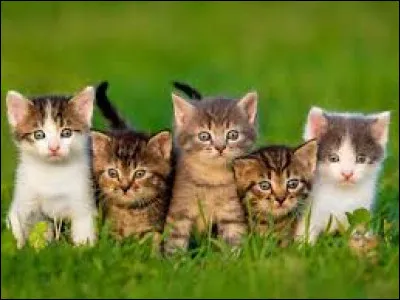 Les chatons dorment...