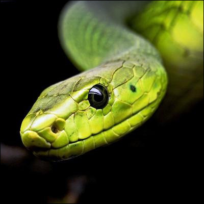 Quel serpent non venimeux possède une espèce arboricole à Madagascar et une espèce fouisseuse à lîle Maurice ?