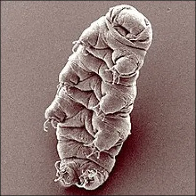 Si vous êtes tardigrade, vous...