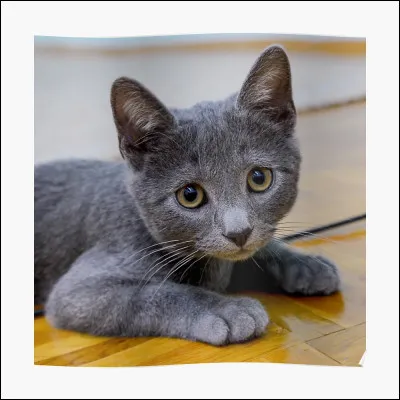 Quelle est la race de cet adorable chaton ?