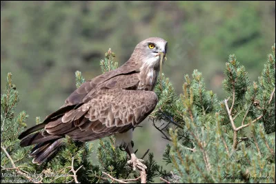 Pour Lambert Hillyer, comment est, en 1932, l'Aigle ?