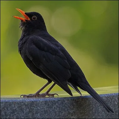 Quel est cet oiseau de la famille des turdidés ?