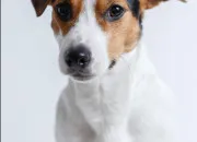 Quiz Connaissez-vous bien le Jack Russel ? - en 10 questions !