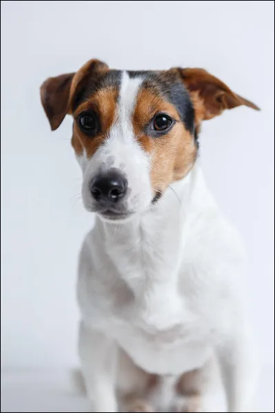 Doù vient le Jack Russel Terrier ?