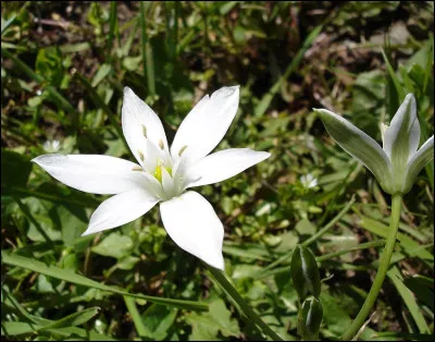 Botanique : Sous quel nom est plus connue l'ornithogale en ombelle ?