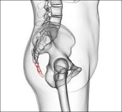 Comment appelle-t-on l'os du bas du dos ?