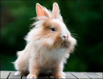 Quelle est la famille des lapins ?