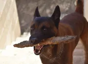 Quiz Connaissez-vous bien le malinois, en 10 questions !