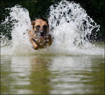 Commençons par une question simple, quel chiot est un malinois ?