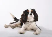 Quiz Connaissez-vous bien le cavalier king charles, en 10 questions ?