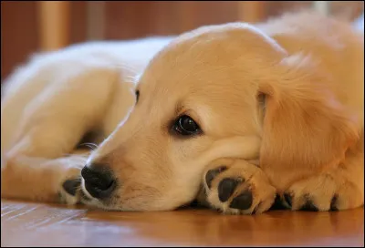 Première question : quel est l'autre nom du golden retriever ?