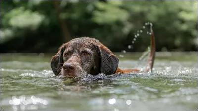 Doù vient le labrador ?