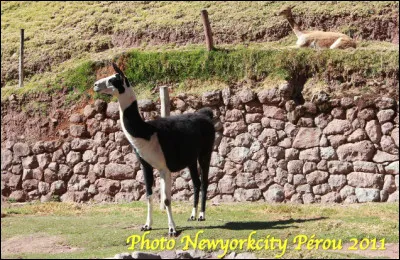 Quel est cet animal, un camélidé d'Amérique du Sud qui crache pour se défendre ?